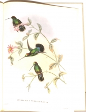 Exotische Vogel 19/24
